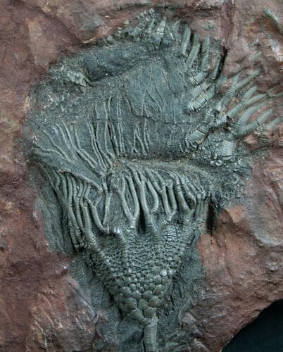 Moroccan Crinoid Fossil - Scyphocrinites #7813